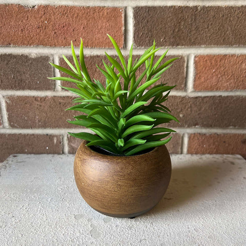 Succulent in Pot
