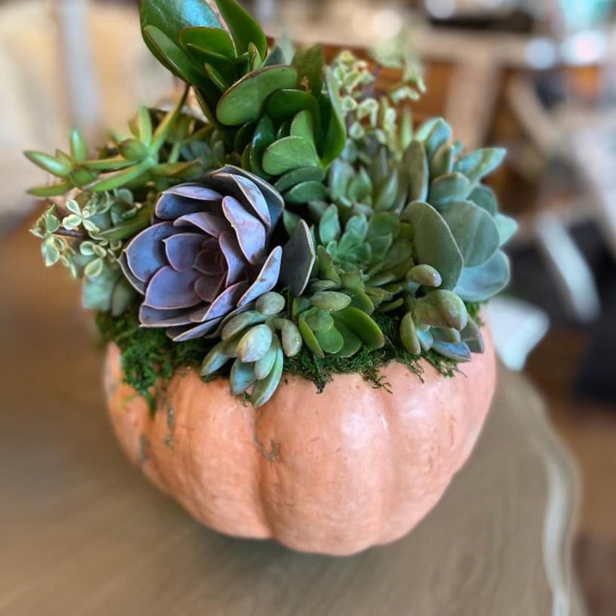 Succulent Pumpkin Workshop