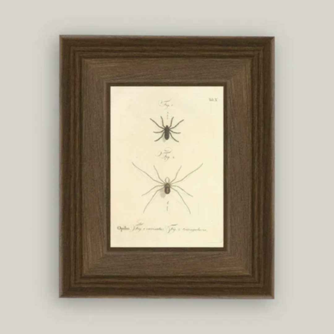 Spiders