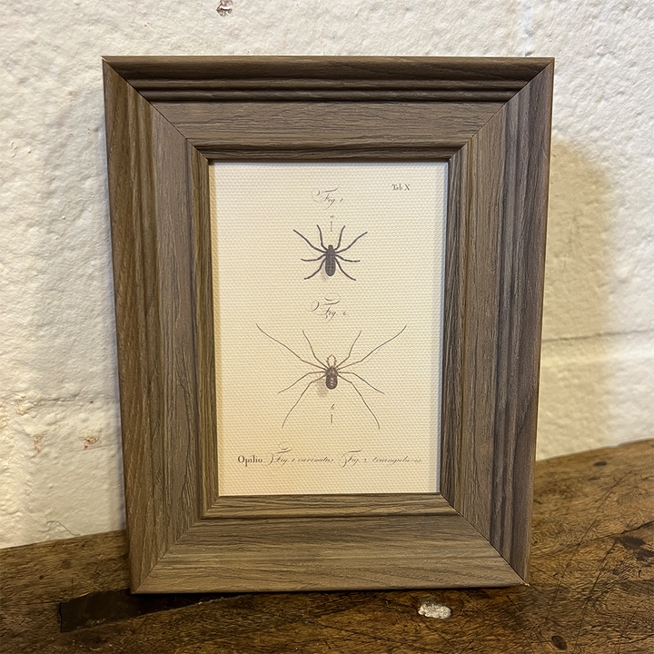 Spiders