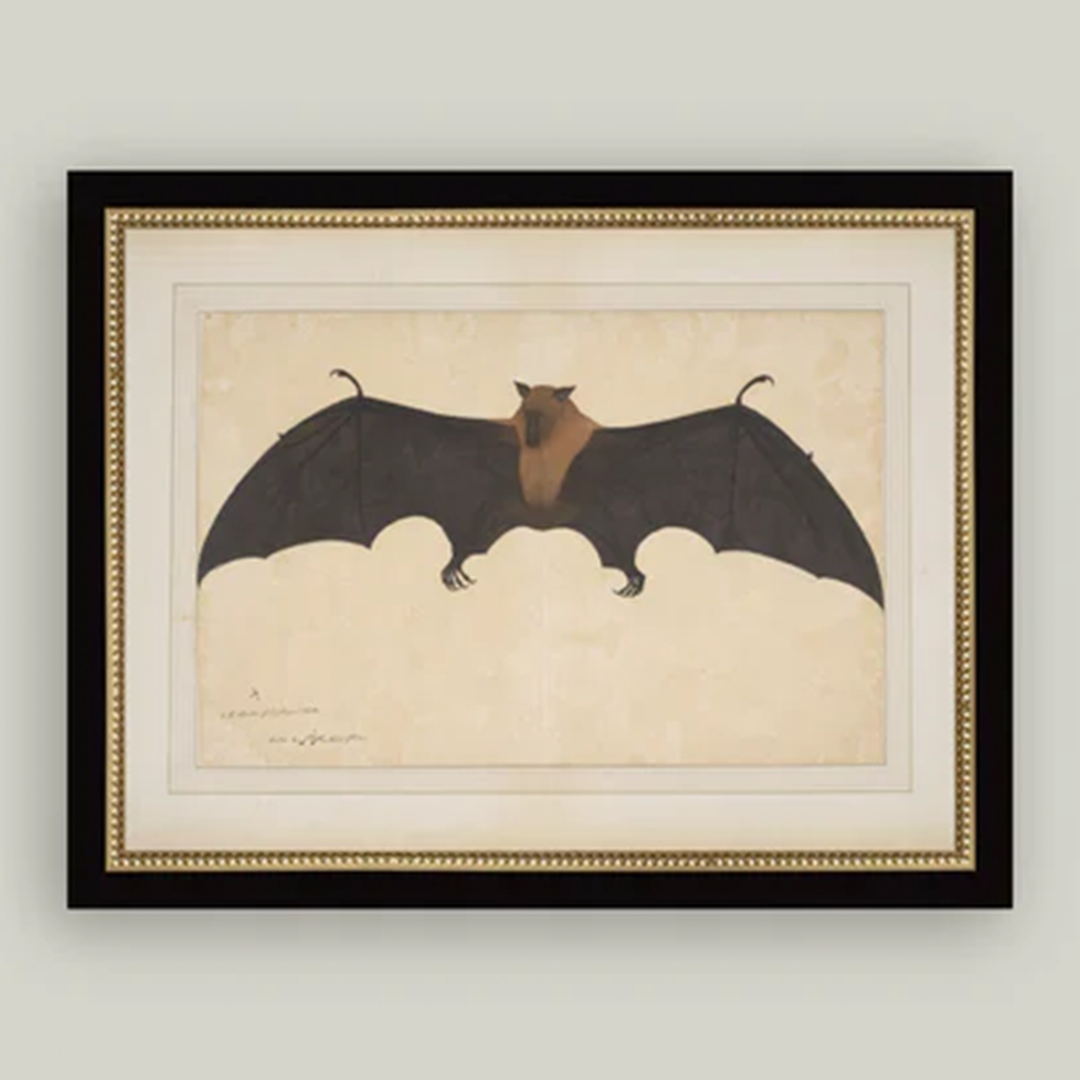 Spooky Bat