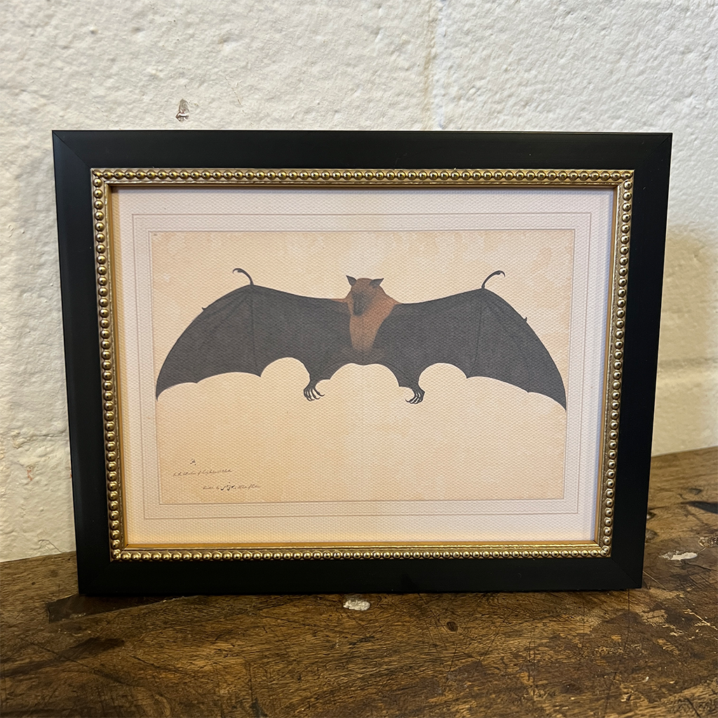 Spooky Bat