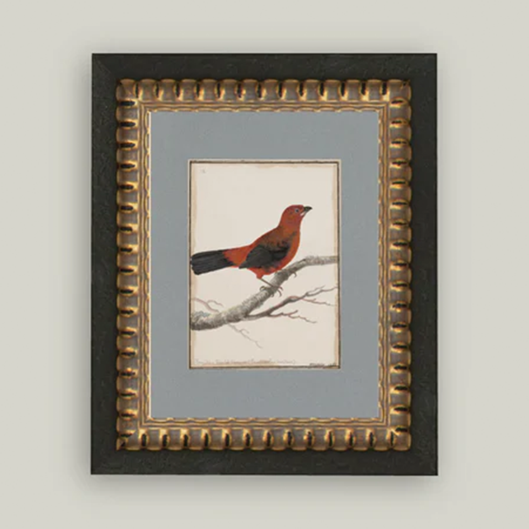 Red Bird