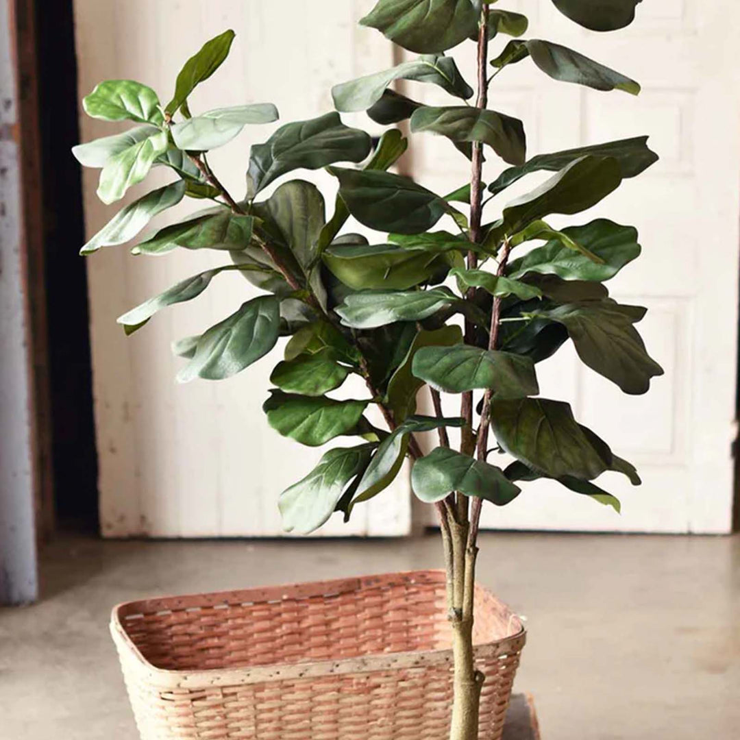 Fetching Fiddle Leaf Fig Tree