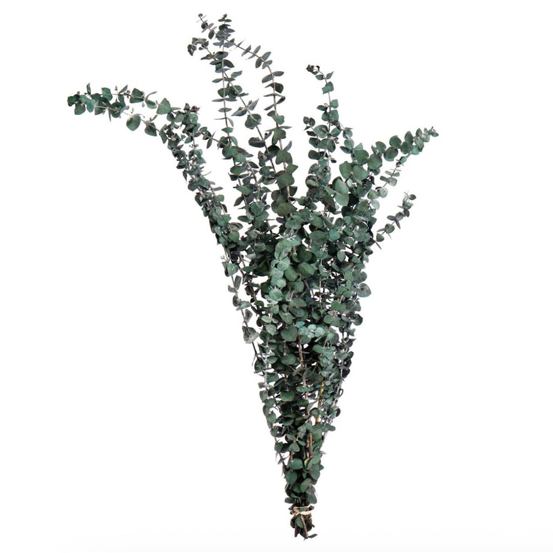 Preserved Eucalyptus Bundle - Frosted Green