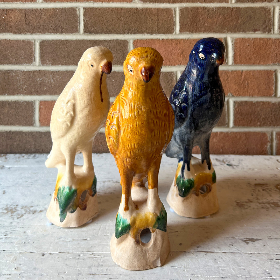 Colorful Birds