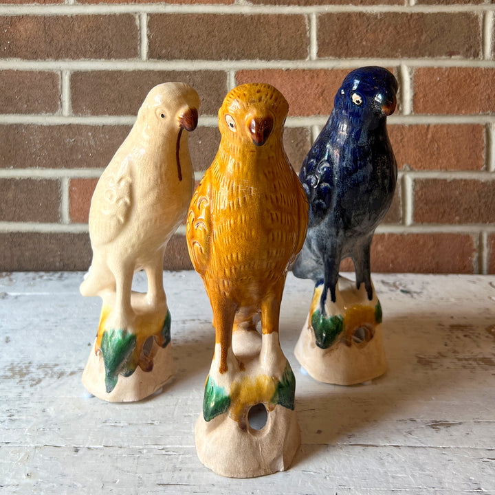 Colorful Birds