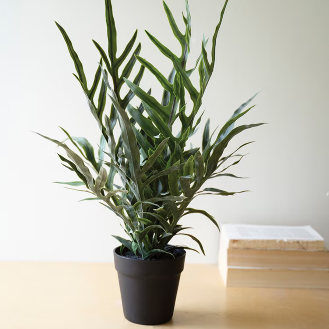 Fern in Pot