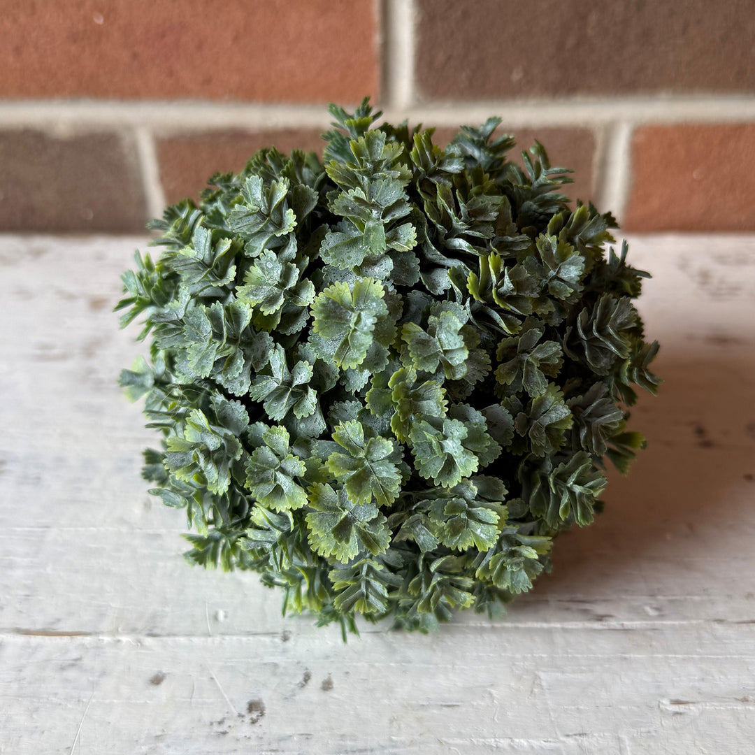 Sedum Orb
