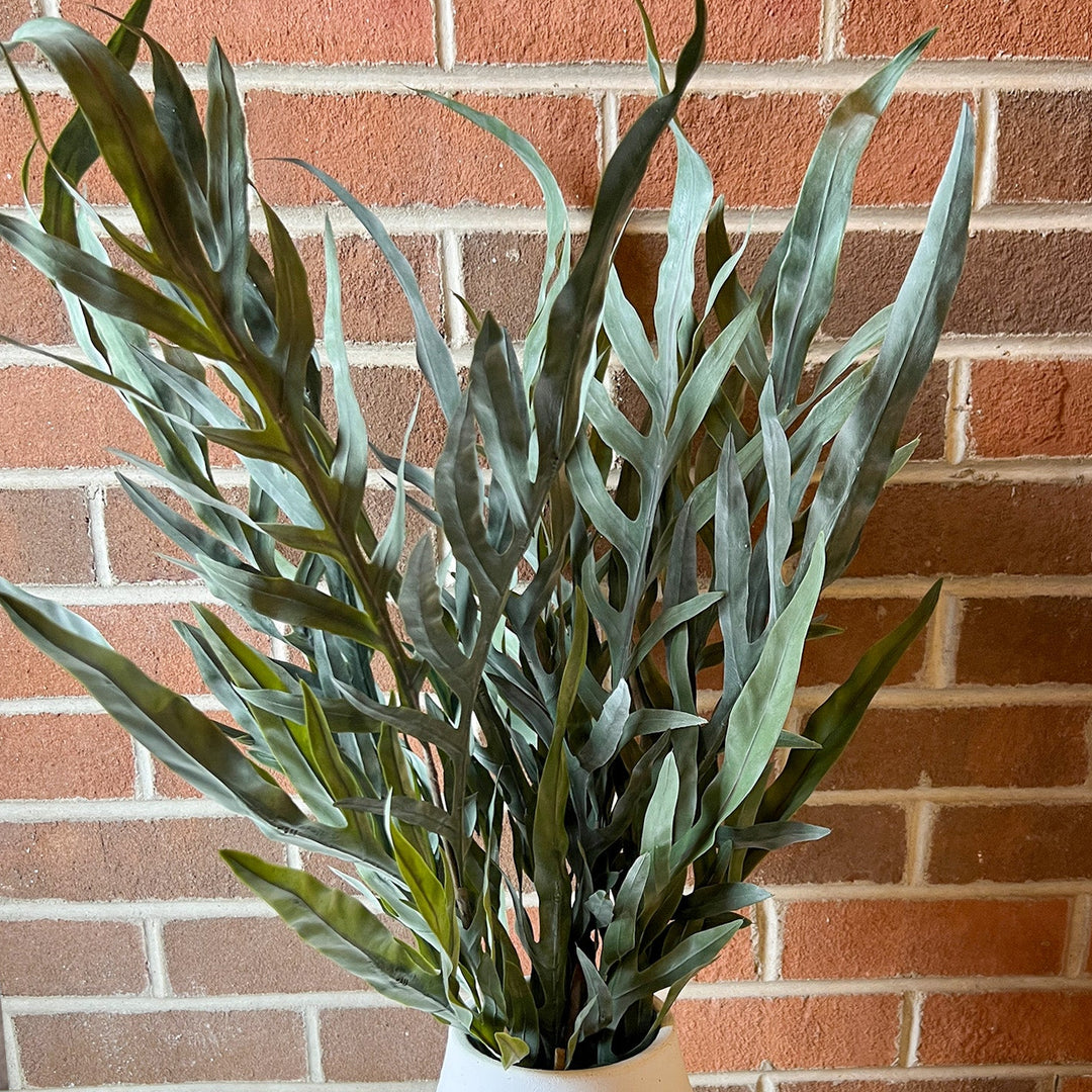 Java Fern Spray
