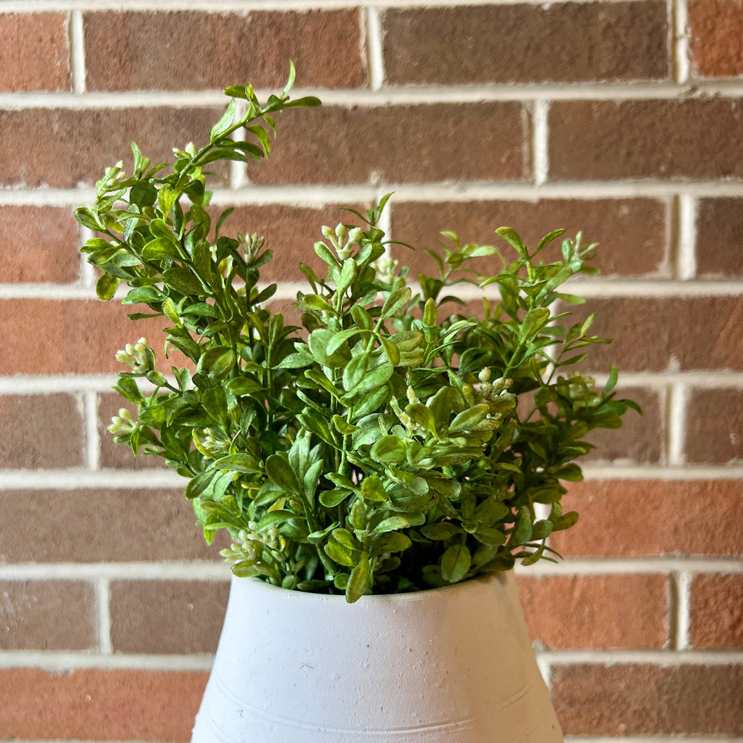Boxwood Bush