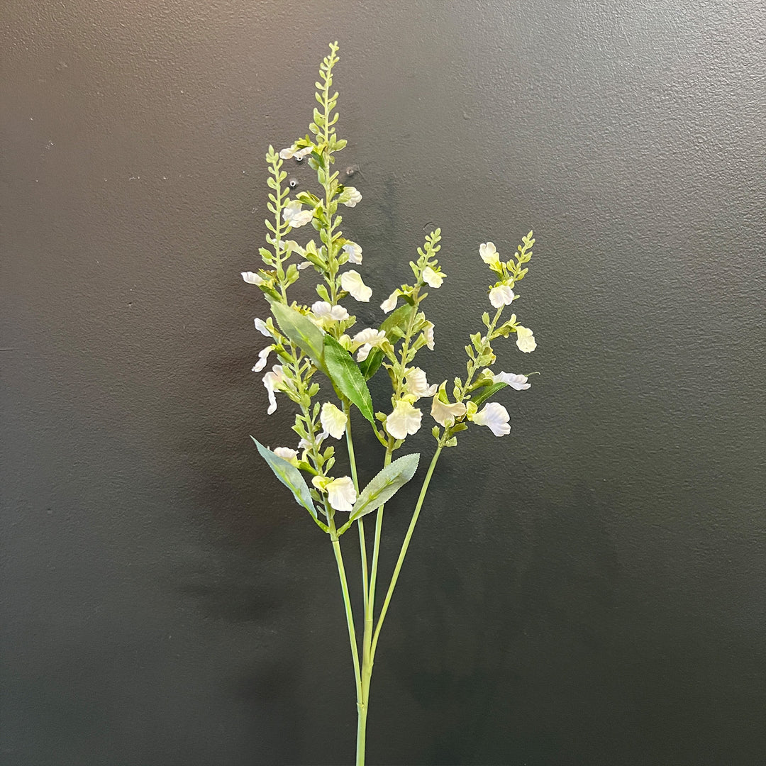 White Salvia Stem