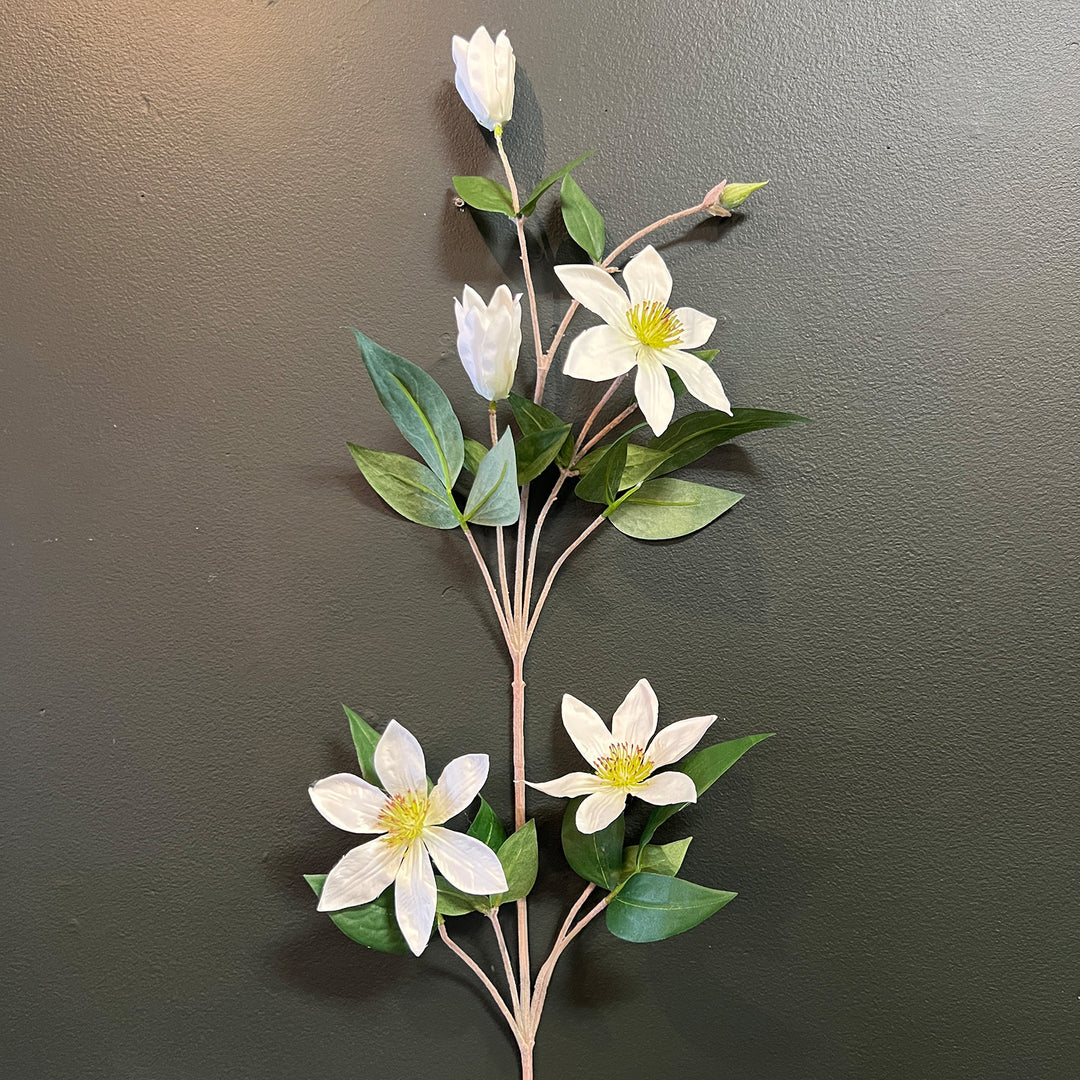 White Clematis