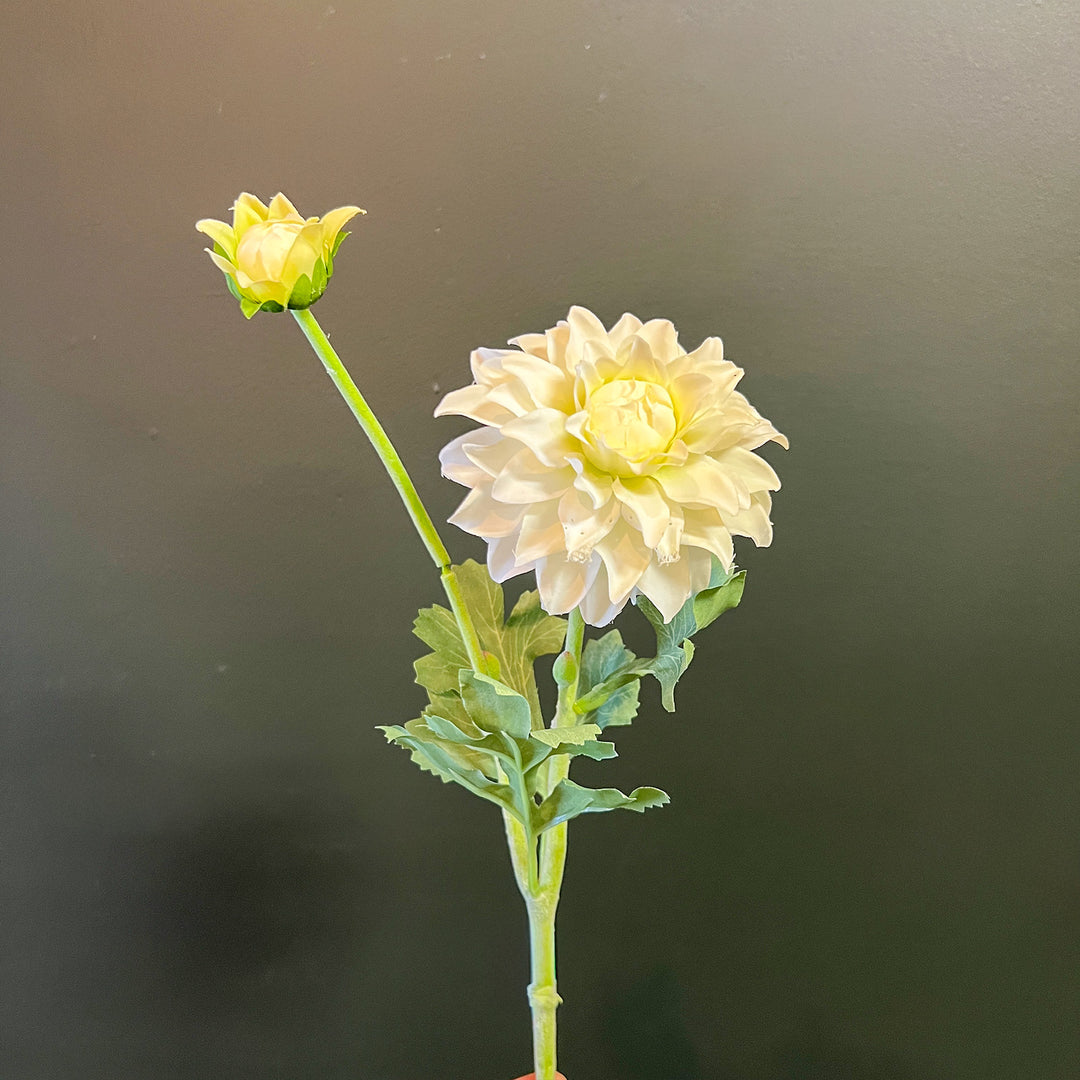 White Dahlia