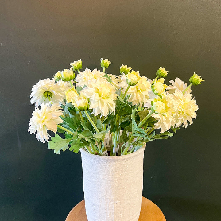 White Dahlia