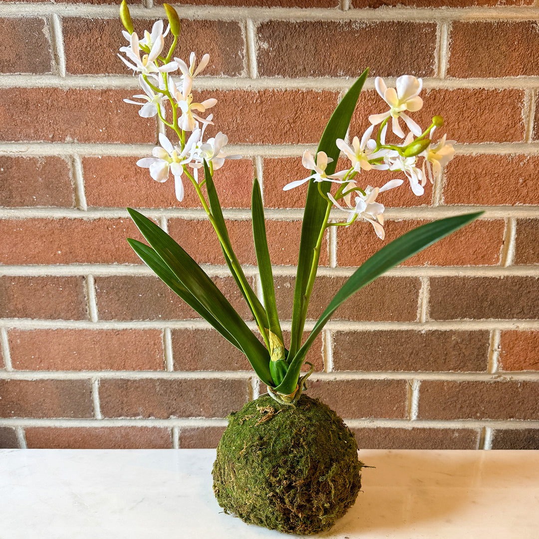 Mini Orchid - White