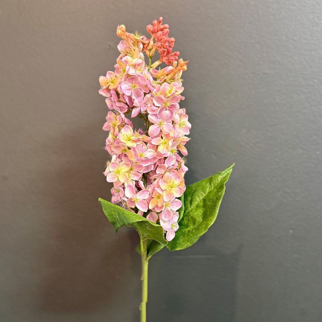 Garden Lilac