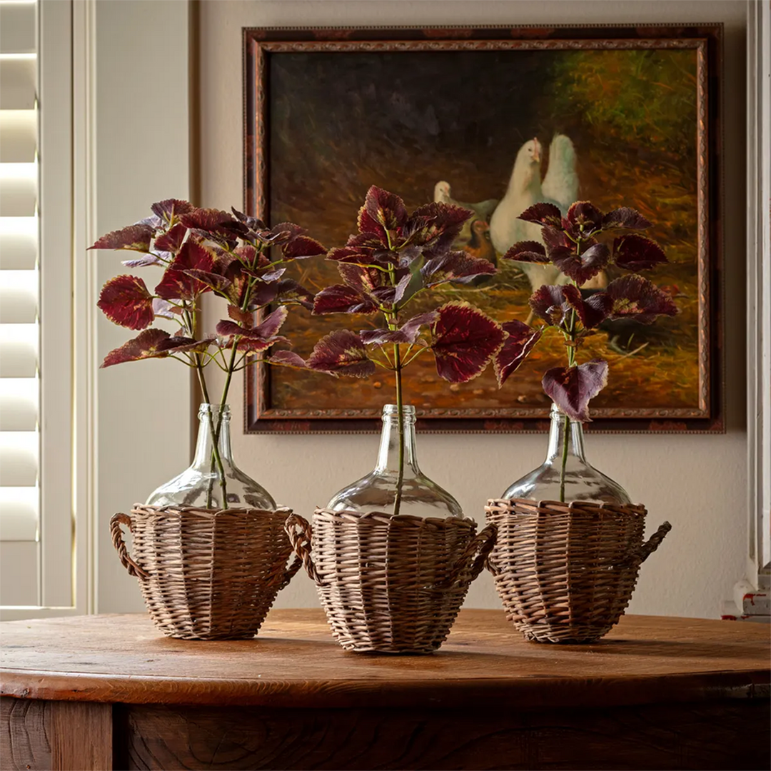 Coleus - Noir