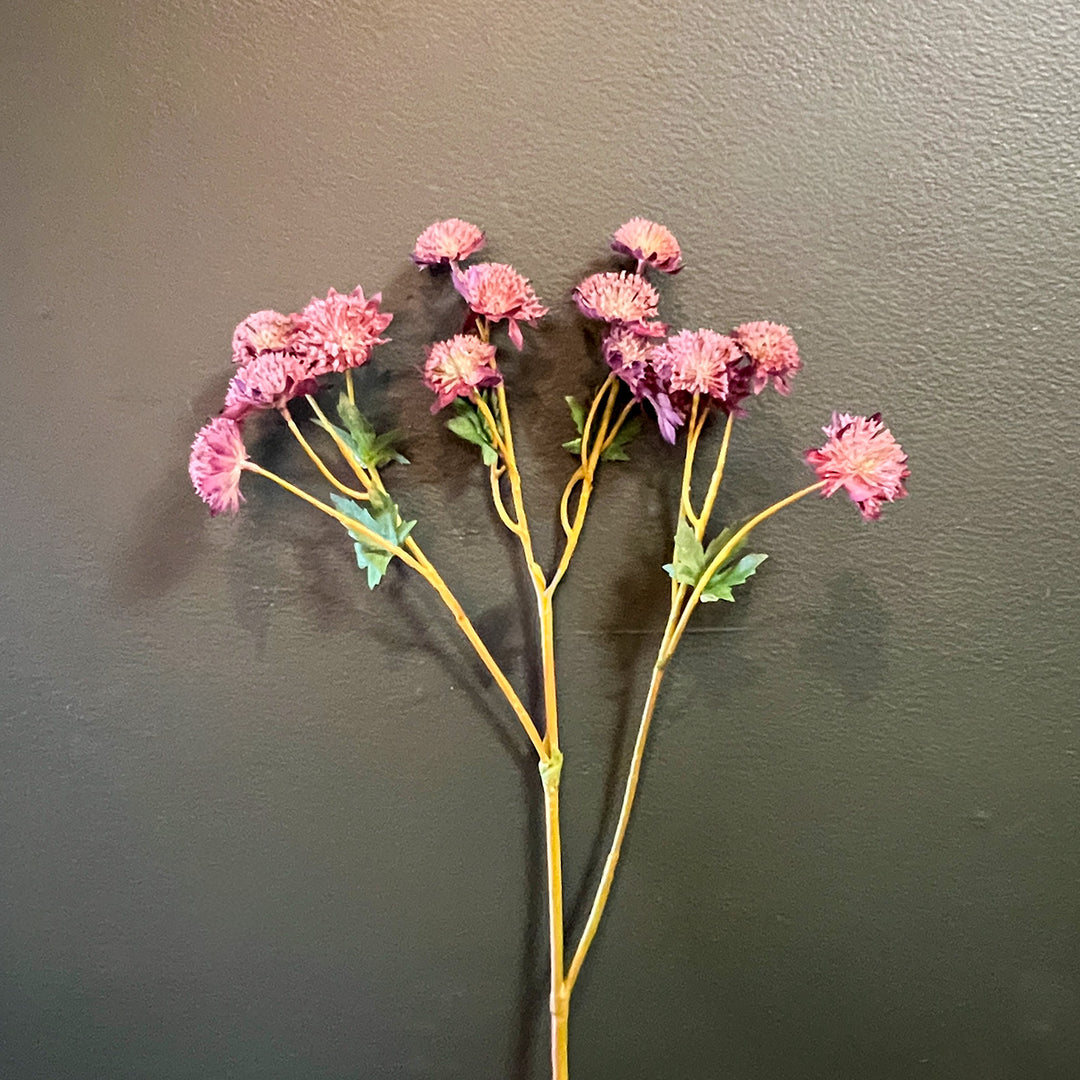 Astrantia - Plum