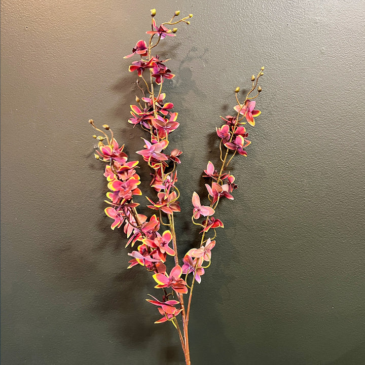 Garden Orchid - Purple