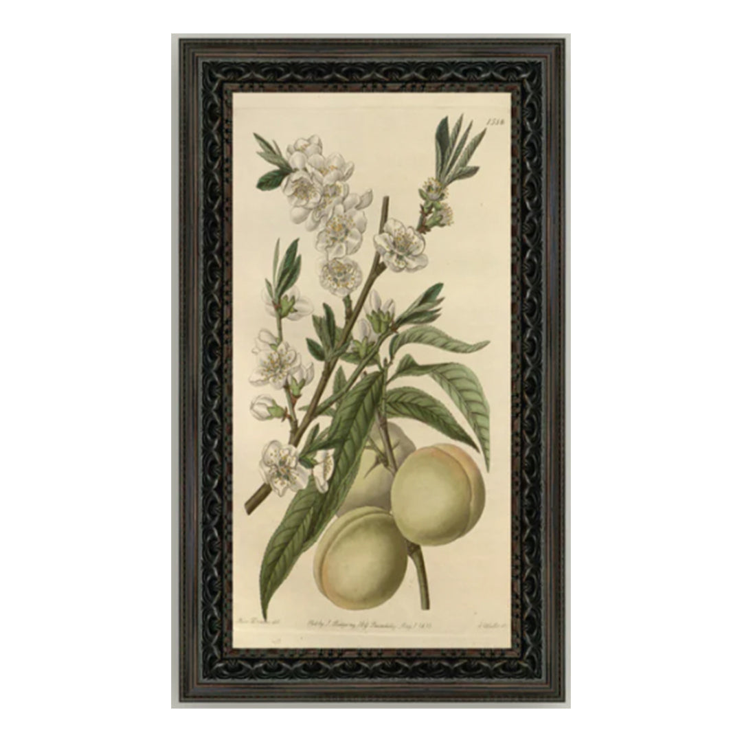 The White Peach
