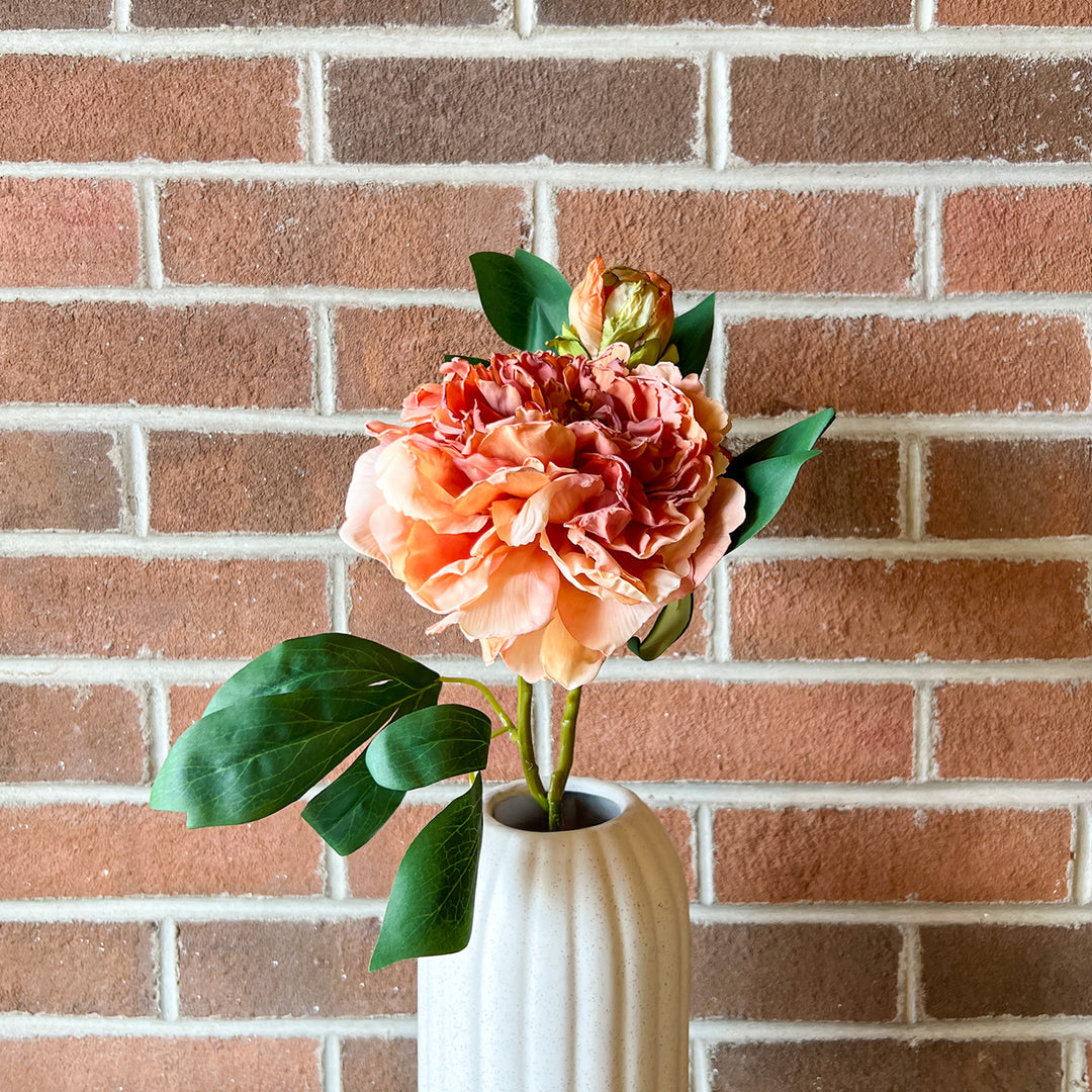 Sorbet French Peony