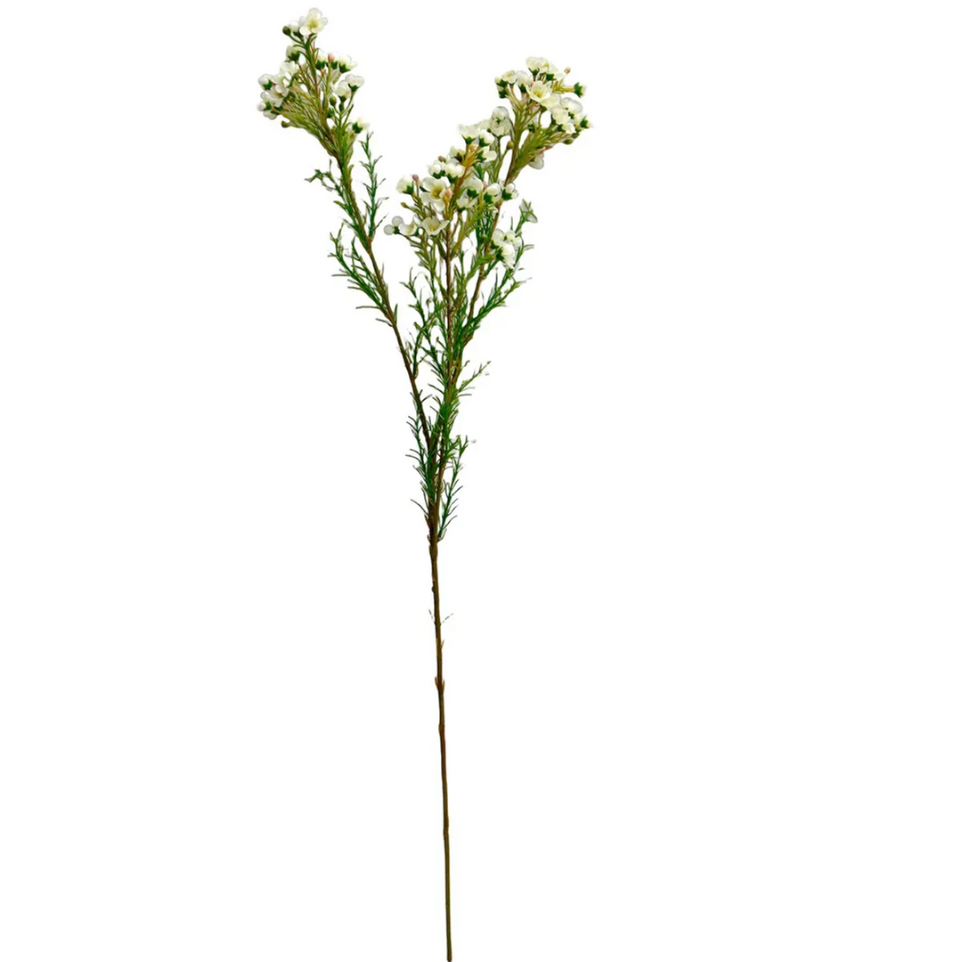 White Waxflower