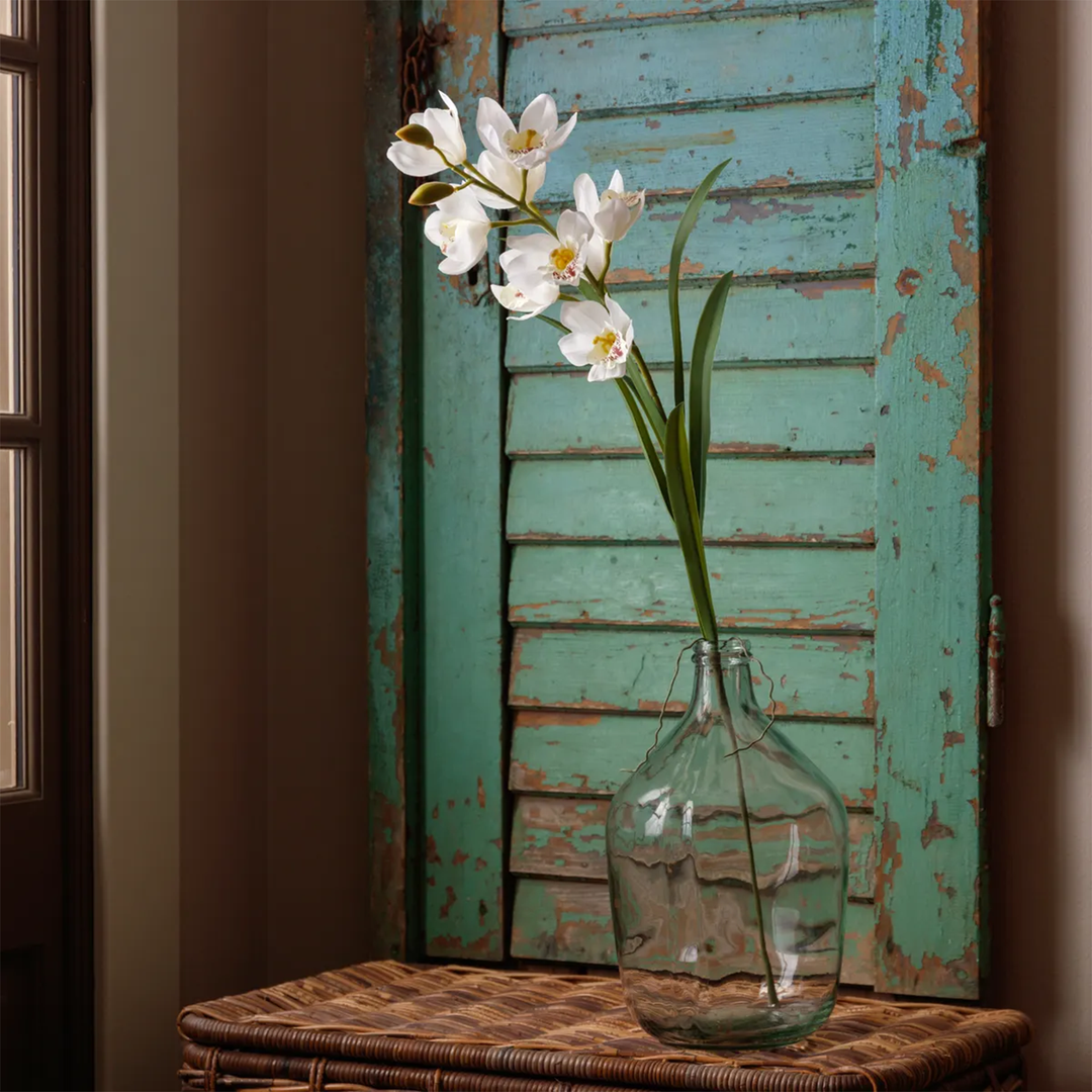 White Cymbidium Orchid