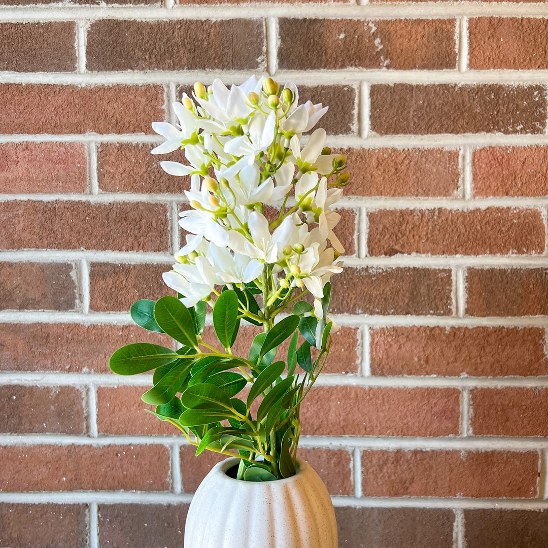 White Cassia