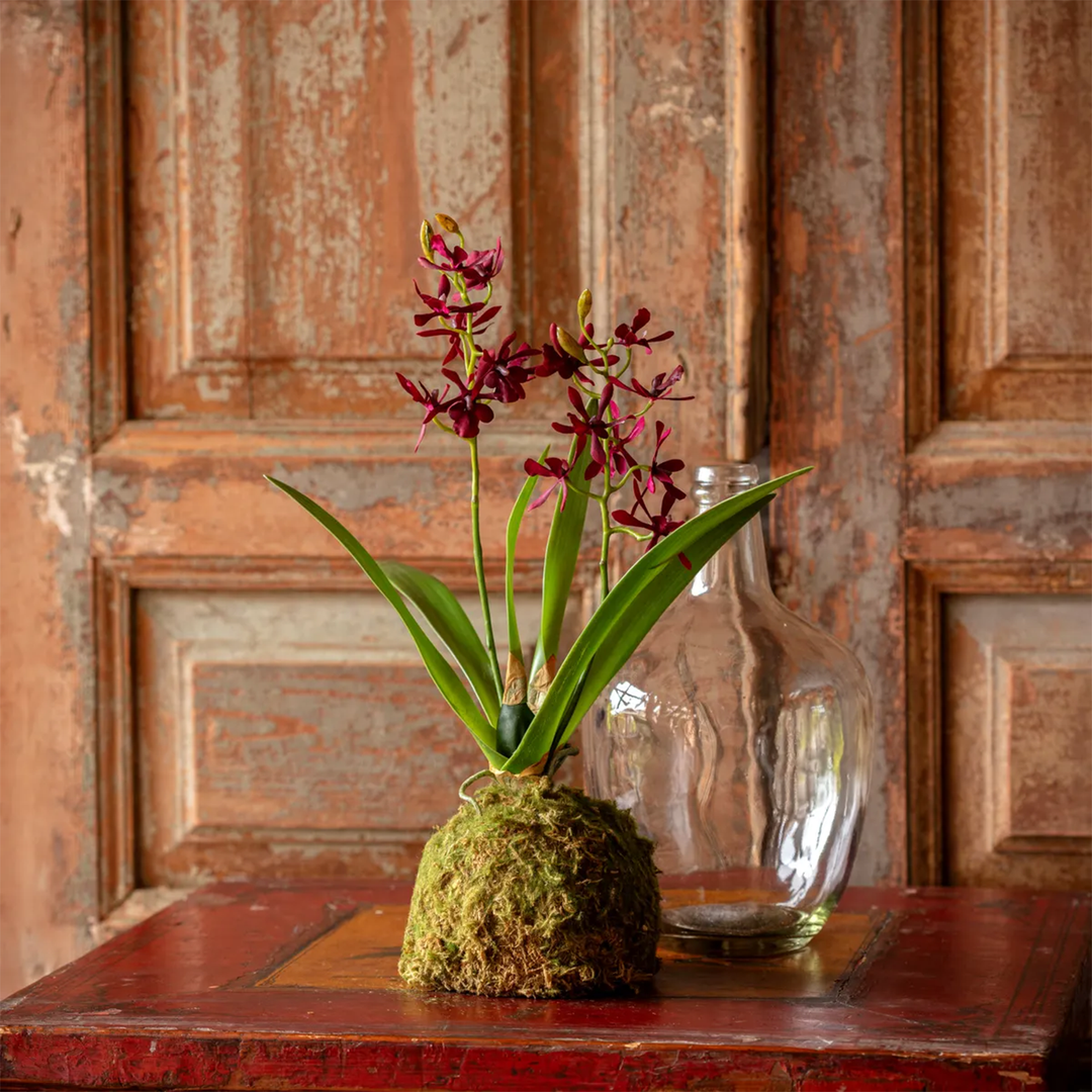 Maroon Mini Orchid