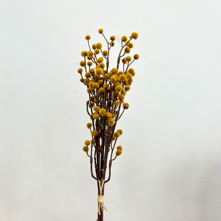 Seed Bundle - Maize