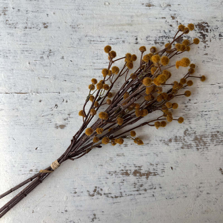 Seed Bundle - Maize