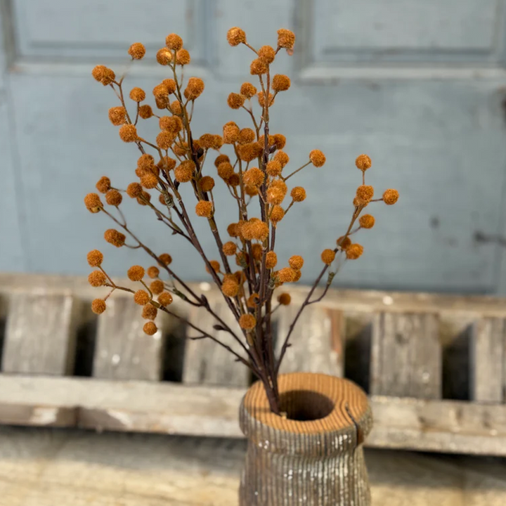 Seed Bundle - Chestnut