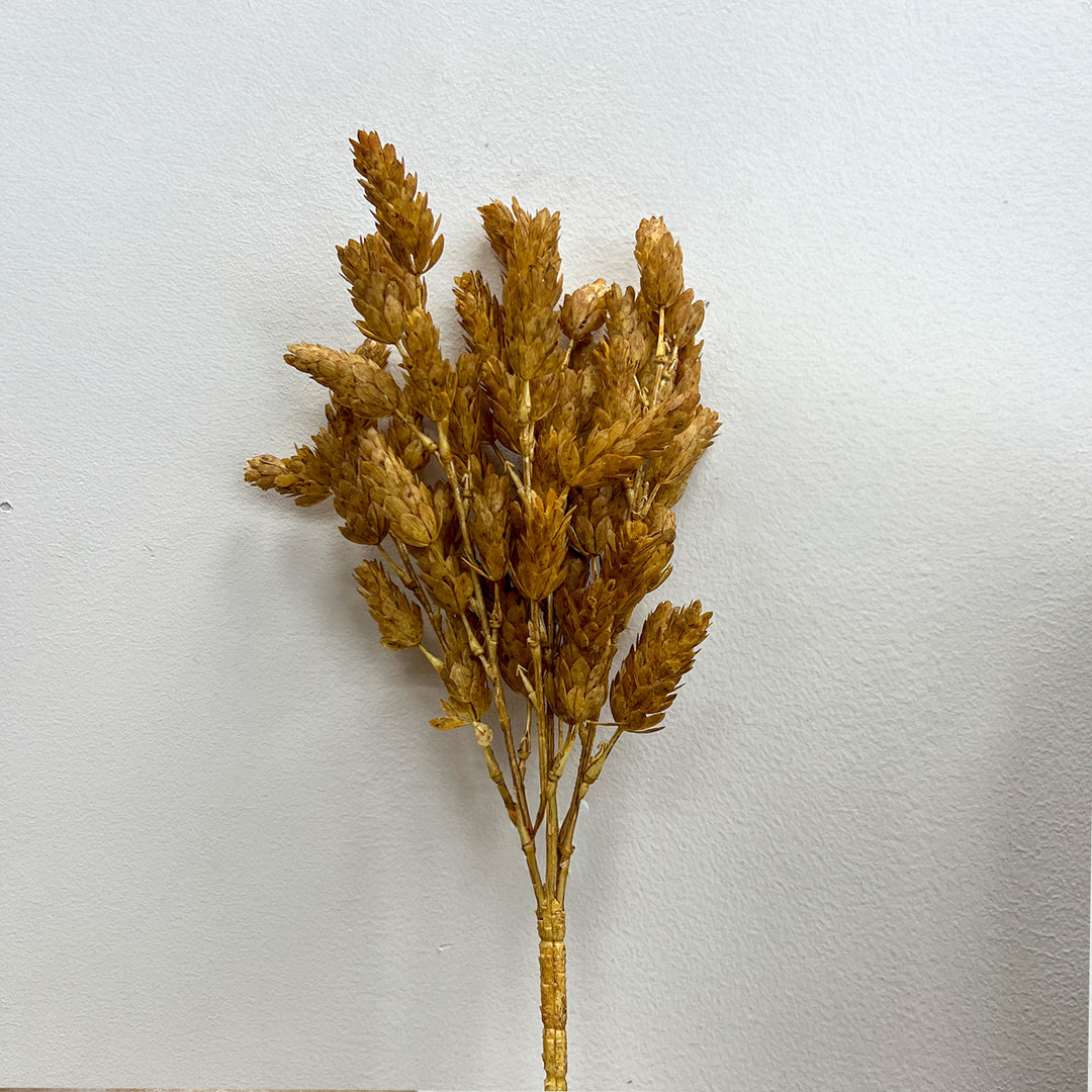 Hops Bush - Beige