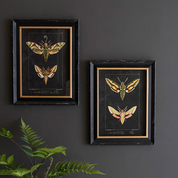 Moth Print