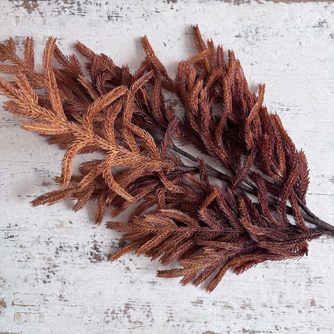 36" Rust Norfolk Pine