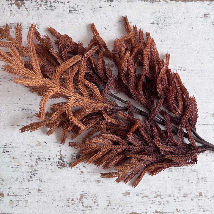 36" Rust Norfolk Pine
