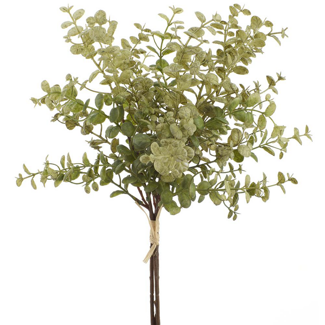 Boxwood - Green