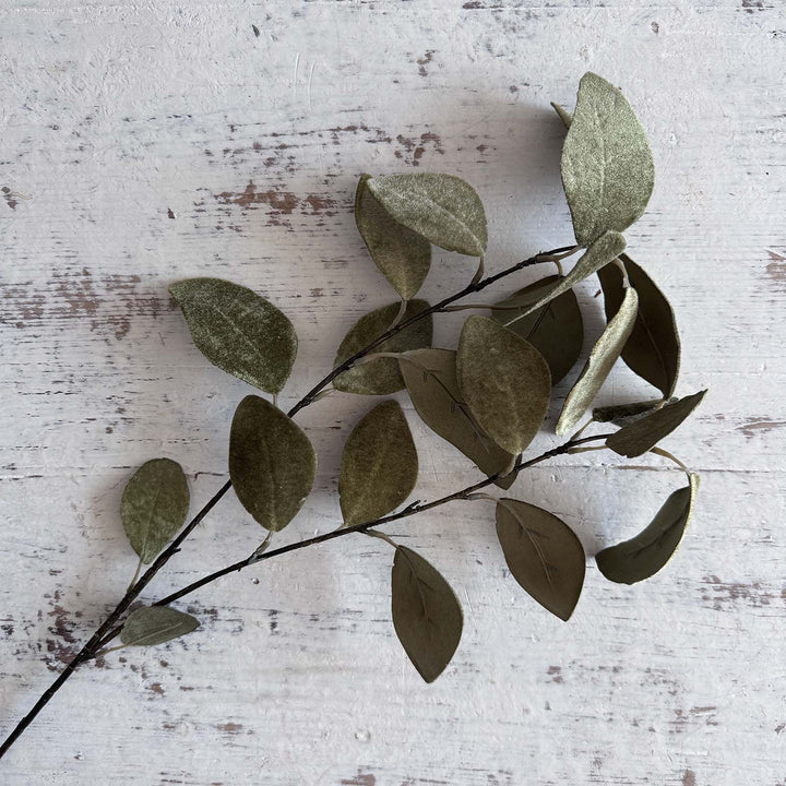 Velvet Eucalyptus - Green