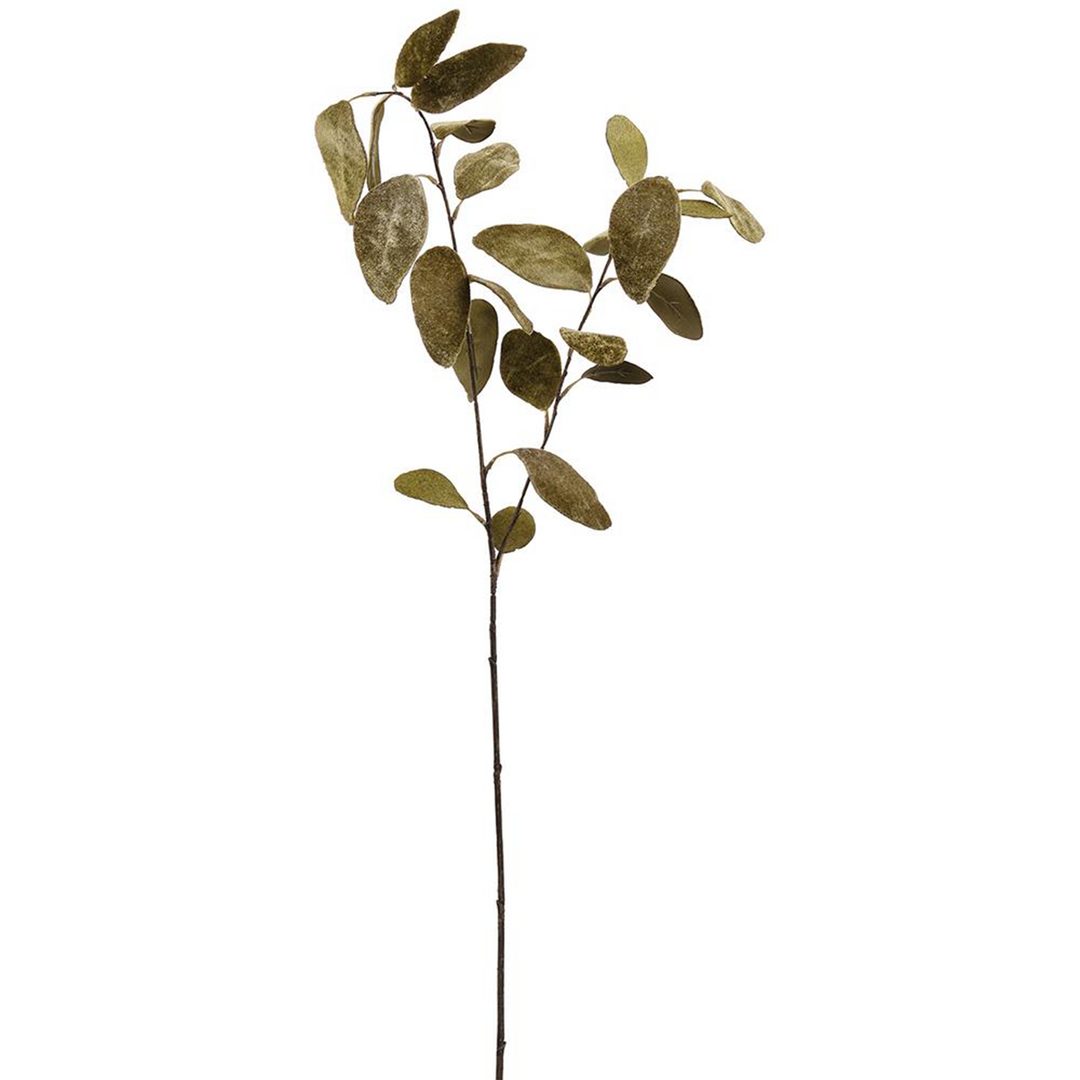 Velvet Eucalyptus - Green