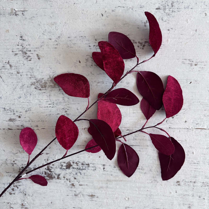 Velvet Eucalyptus - Red