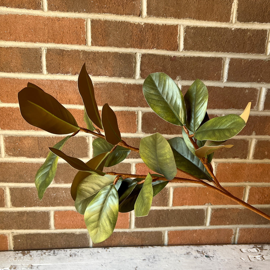 Magnolia Leaf