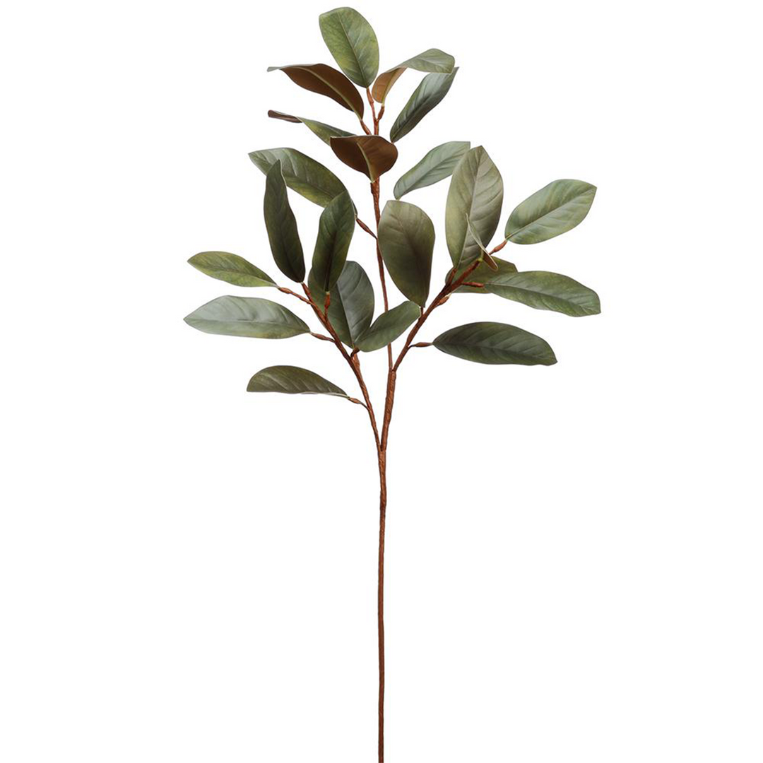 Magnolia Leaf
