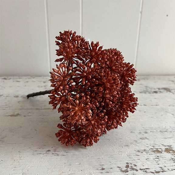 Sedum - Rust