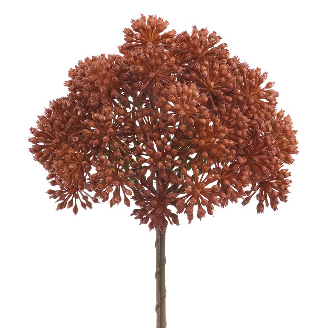 Sedum - Rust