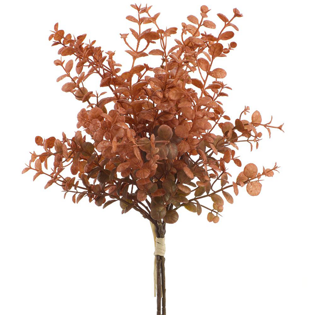 Boxwood - Orange