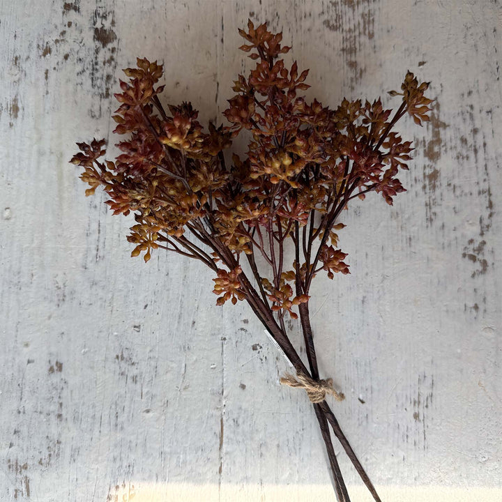 Sedum Bundle - Brown