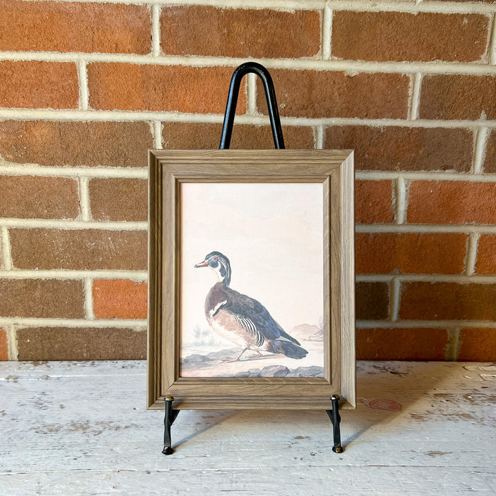 A Duck
