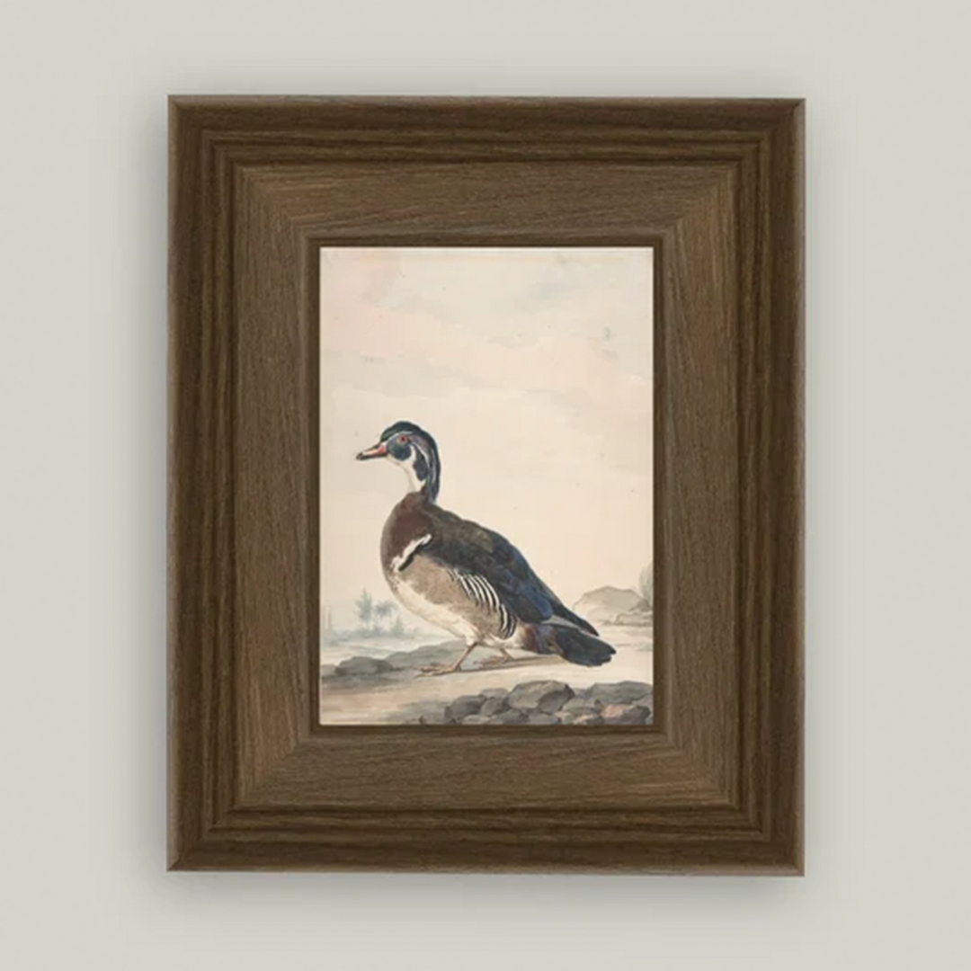A Duck