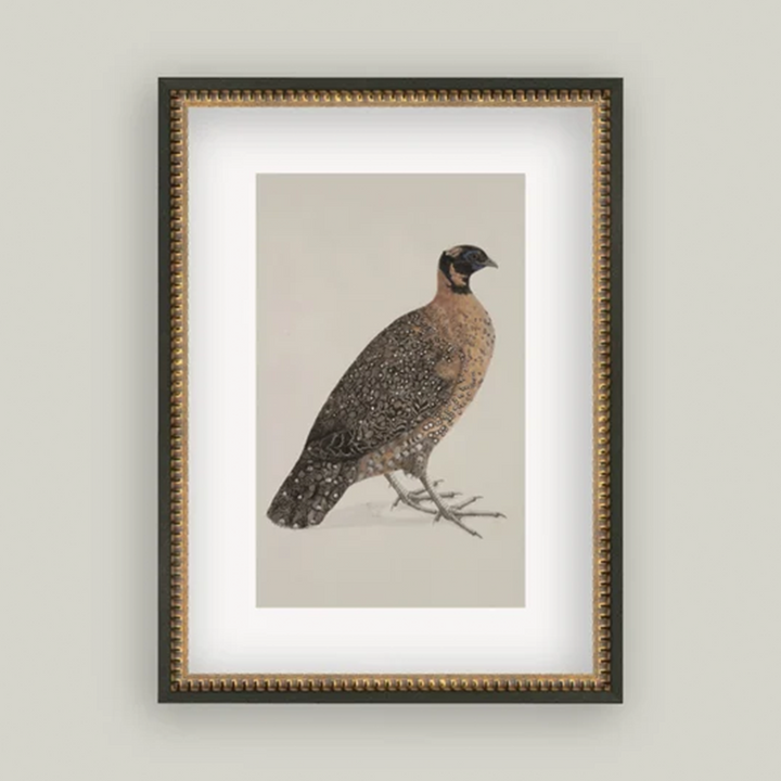Crimson Horded Pheasant